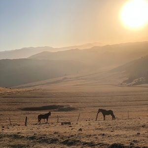 Meet your Posher, Berenice